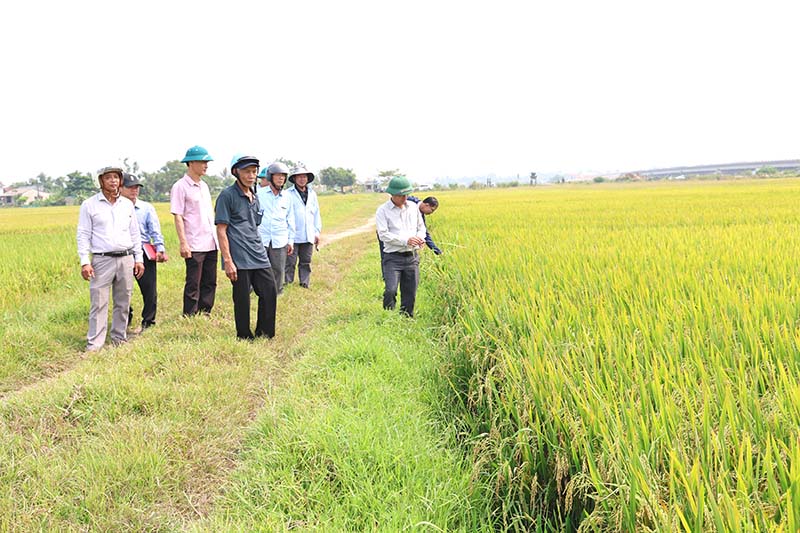 Phong Phú: Thăm đồng, đánh giá năng suất lúa vụ Đông Xuân 2026