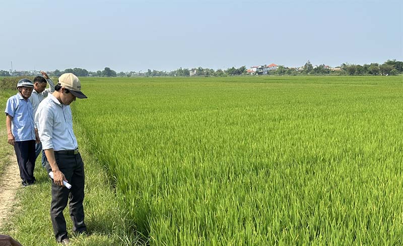 Quảng Điền quyết tâm giành thắng lợi vụ lúa Đông Xuân