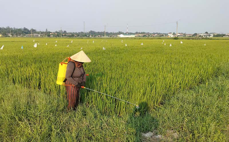 Phong Phú chủ động phòng trừ sâu bệnh, bảo vệ lúa vụ Đông Xuân 2026