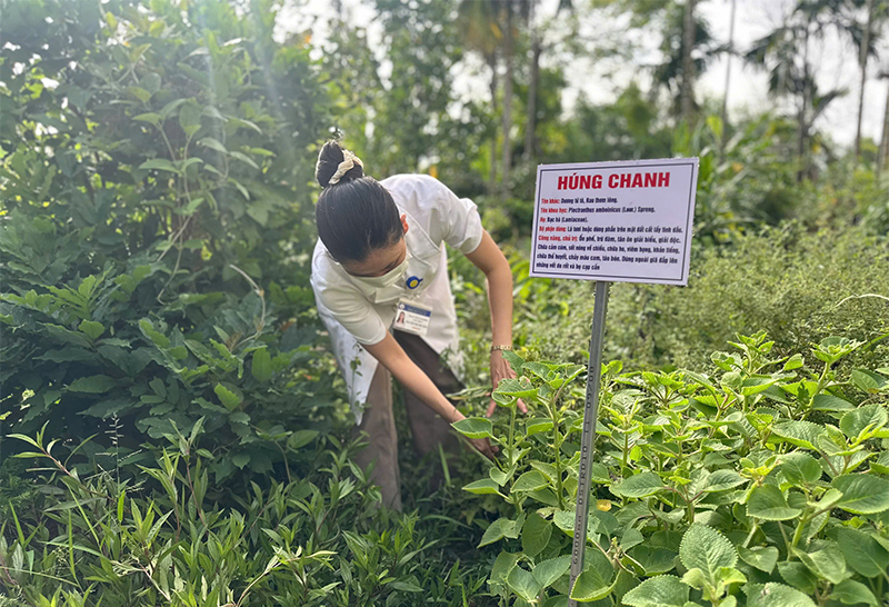 Phát huy thế mạnh y học cổ truyền tại y tế cơ sở