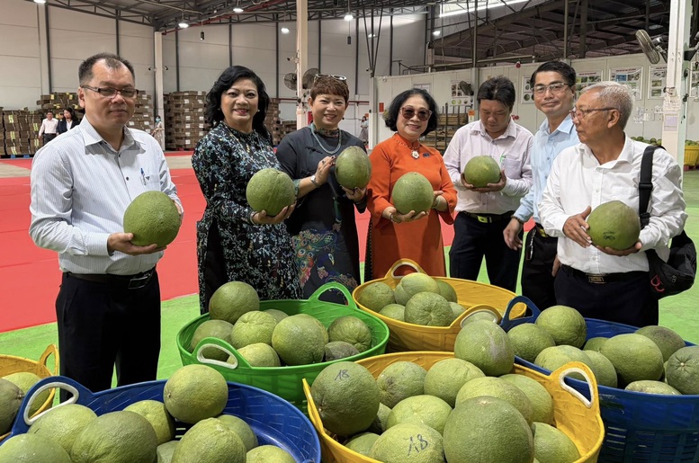 Bưởi Việt Nam trước 